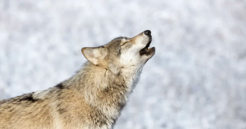 FurBearers's tweet photo. New information shows that the province of British Columbia killed 217 wolves in 2023 in its annual wolf killing program at a cost of $1.65M. Read more and take action! @bcndp #bcpoli #wolfcull #wildlife https://t.co/jNTO6w46bd https://t.co/CDtUOIEqbr