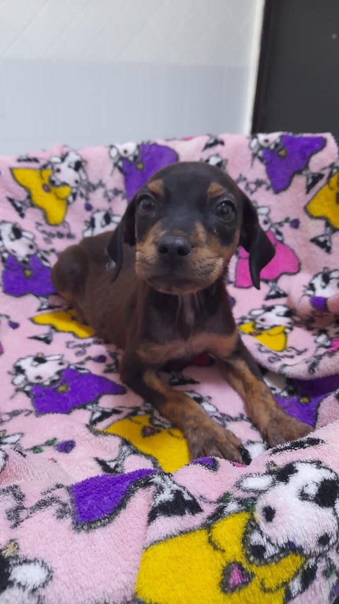 gllgina1's tweet photo. Anita.. ya vacunada y desparasitada.. si gustas apoyarla para cubrir su cuenta es directo a la veterinaria 🙏🙏🥰 https://t.co/1GIZdhcFd5
