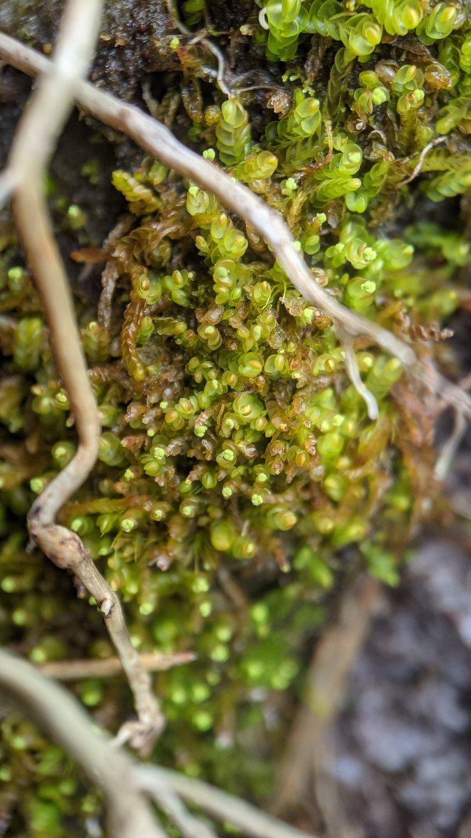 bryofloristic's tweet photo. Mylia anomala, a gemma-producing relative of the stunning Mylia taylorii, on a boggy hillside near Glanteenassig, Kerry today https://t.co/zYyPH5DzQw