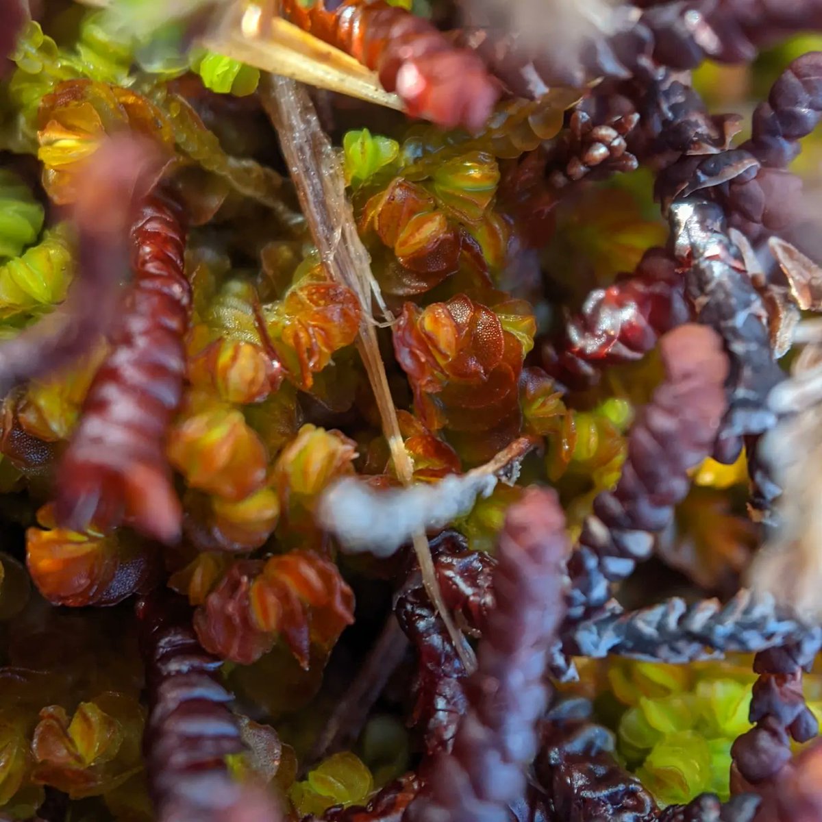 Mylia anomala, a gemma-producing relative of the stunning Mylia taylorii, on a boggy hillside near Glanteenassig, Kerry today