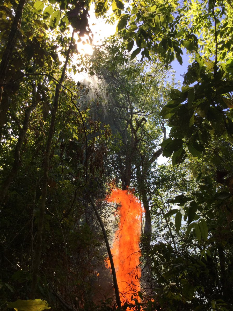 Paulo Brando (@pmbrando) on Twitter photo Join <a href="/YaleEnvironment/">Yale School of the Environment</a> as a postdoc to study the causes & consequences of forest degradation in Amazonia.
Let’s work on solutions & tools to prevent future degradation.
Let’s understand how agri intensification is changing the tropics.
<a href="/YaleBiosphere/">Yale Institute for Biospheric Studies</a>
shorturl.at/jyU04 Join <a href="/YaleEnvironment/">Yale School of the Environment</a> as a postdoc to study the causes & consequences of forest degradation in Amazonia.
Let’s work on solutions & tools to prevent future degradation.
Let’s understand how agri intensification is changing the tropics.
<a href="/YaleBiosphere/">Yale Institute for Biospheric Studies</a>
shorturl.at/jyU04