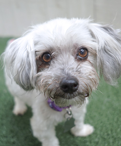 RCHumaneSociety's tweet photo. August is #NationalDogMonth so we're kicking it off with two cuties on @fox5sandiego  this morning: Alex and Bella! Tune in for their stories during the 9 a.m. hour. #adoptdontshop #everyanimaldeservesatomorrow #dogsontv https://t.co/SCk3M7jRDe