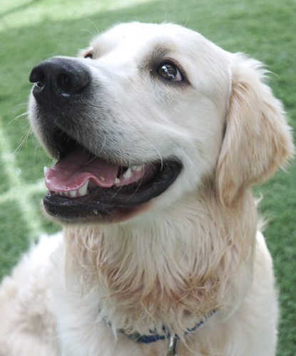 RCHumaneSociety's tweet photo. August is #NationalDogMonth so we're kicking it off with two cuties on @fox5sandiego  this morning: Alex and Bella! Tune in for their stories during the 9 a.m. hour. #adoptdontshop #everyanimaldeservesatomorrow #dogsontv https://t.co/SCk3M7jRDe