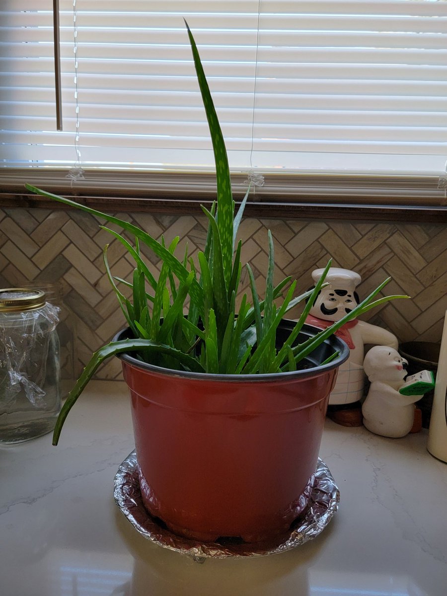 handofthemperor's tweet photo. My aloe vera is going strong! 

#plantparent #proudplantparent https://t.co/UHjENWIJNO