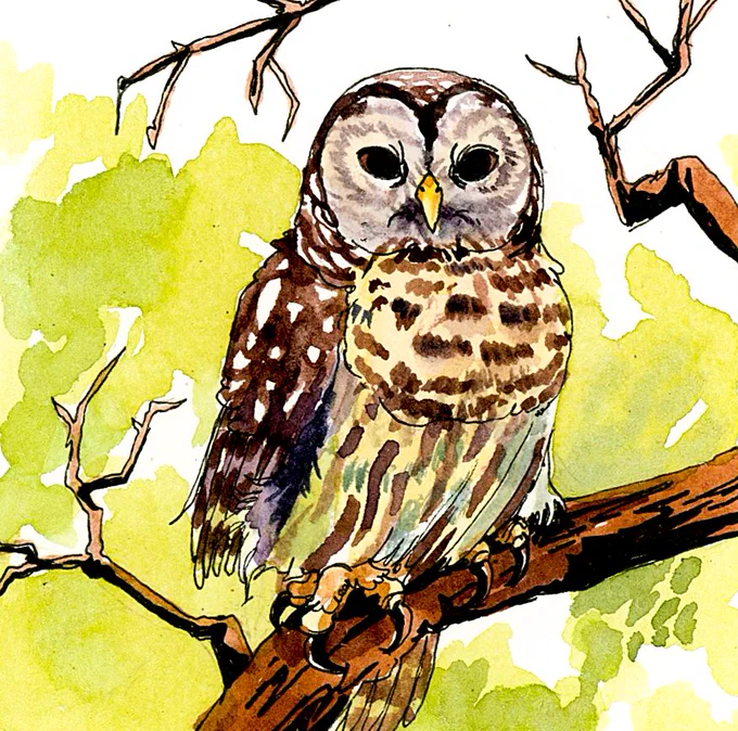 tiny Barred Owl Painting :)