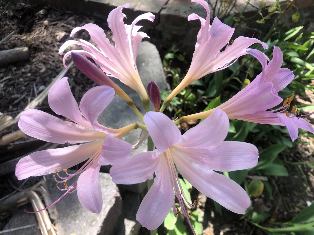 Mother Nature never ceases to bring joy. These Surprise Lillies are always a fun yearly return. Thank you to the person that once planted these!