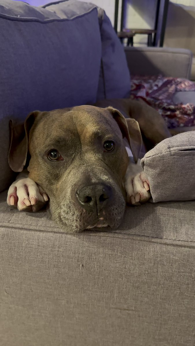 sofii_wagner's tweet photo. Hope is a 3 y/o sweet pitbull mix looking for her furever family. She’s spayed and has all her vaccines up to date. Can you help us sharing? 🐾  📍Philadelphia, PA
#Adopt #acctphiladelphia #Philadelphia #PITBULL #hopeinphilly https://t.co/2yzG4M7DXl