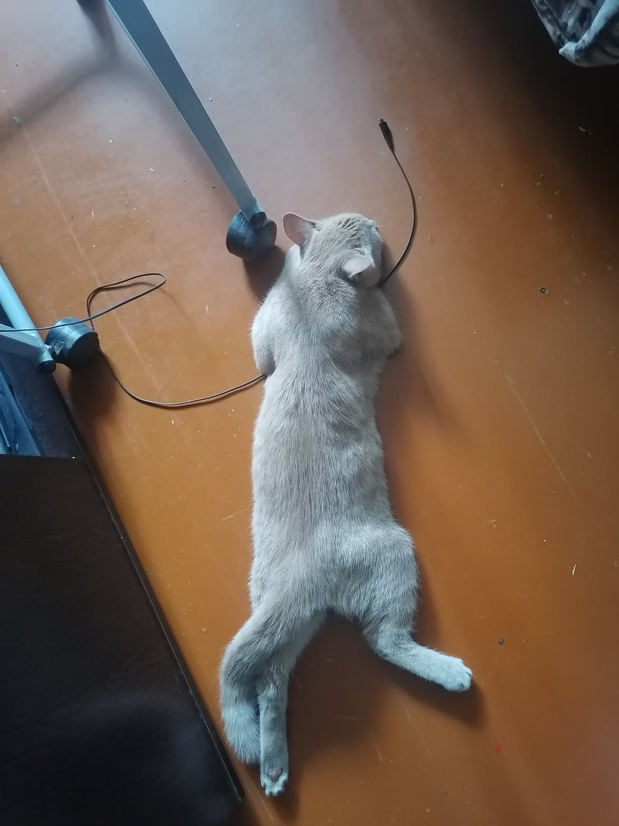 Я не могу перестать удивляться
Персик спит как я
На животике
С одной вытянутой и другой подогнутой ногой в колене
Вроде не так рано взяли его
В месяц
А он тупо спит в положении лежа как мы