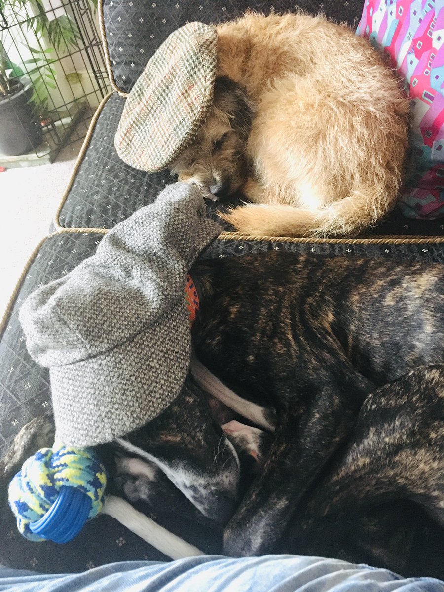 akaLordBimble's tweet photo. Happy Yorkshire day Amigos #RIPJed #BTPosse https://t.co/Qf7ZnkbCMD