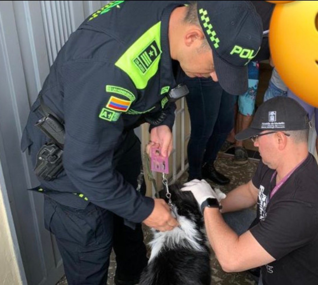 PlataformaALTO's tweet photo. ¡Buenas noticias! El cachorrito que era golpeado a patadas por un sujeto en Medellín fue rescatado y jamás volverá con su maltratador. Gracias Inspección Ambiental  @AlcaldiadeMed @PoliciaMedellin, Grupo Gelma y a las personas que denunciaron y ayudaron a difundir este caso🐶🐾 https://t.co/W5wwQOr03C