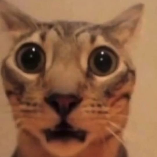 🐱 tweet media