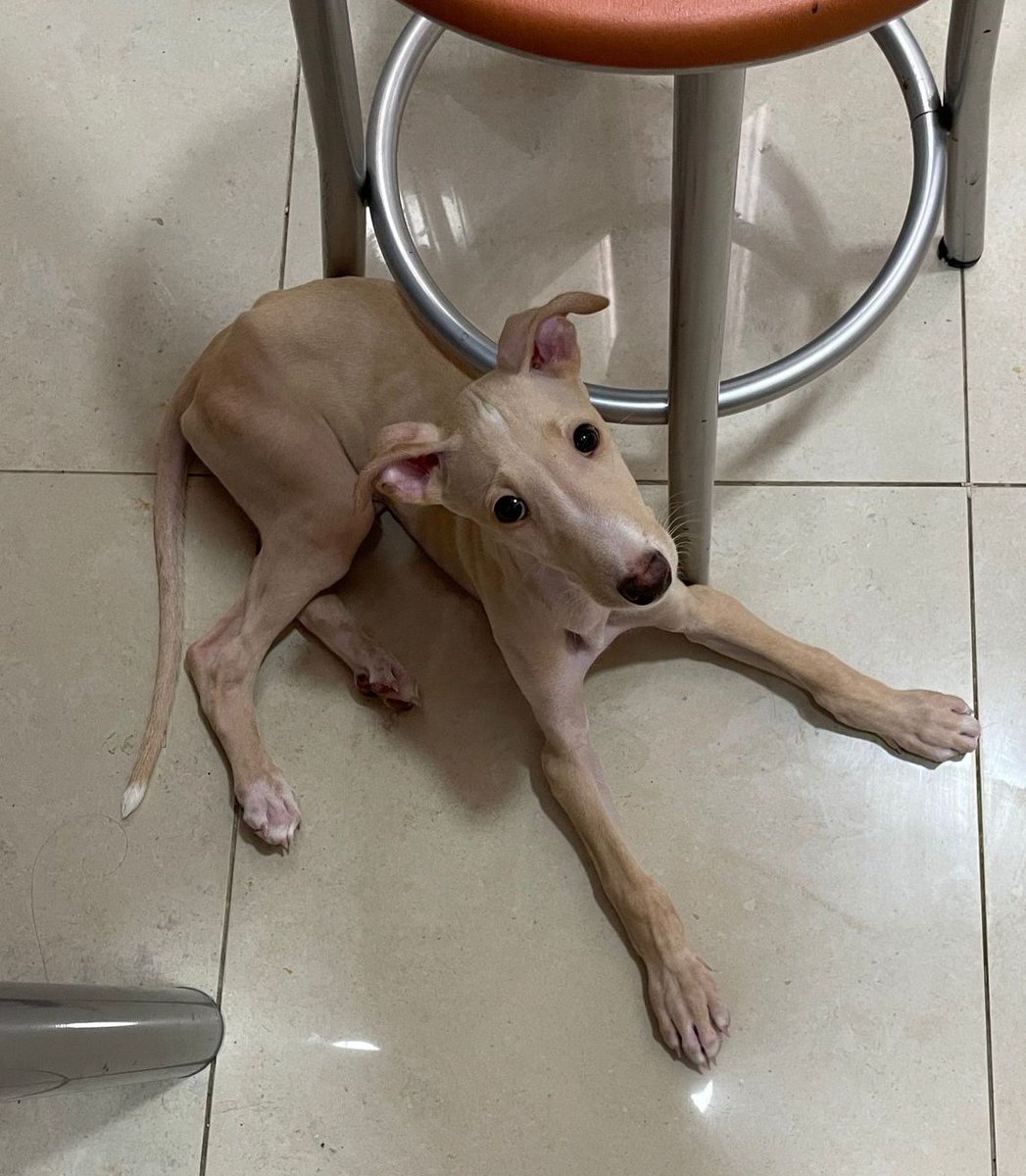 Candedonut's tweet image. Hace dos días cumplió dos meses y esta muy grande el bebe 😍💖