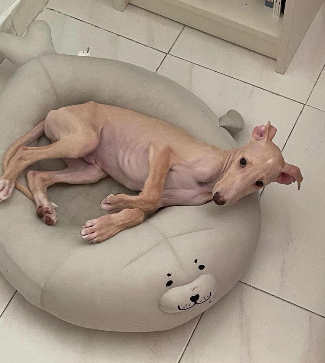 Candedonut's tweet image. Hace dos días cumplió dos meses y esta muy grande el bebe 😍💖