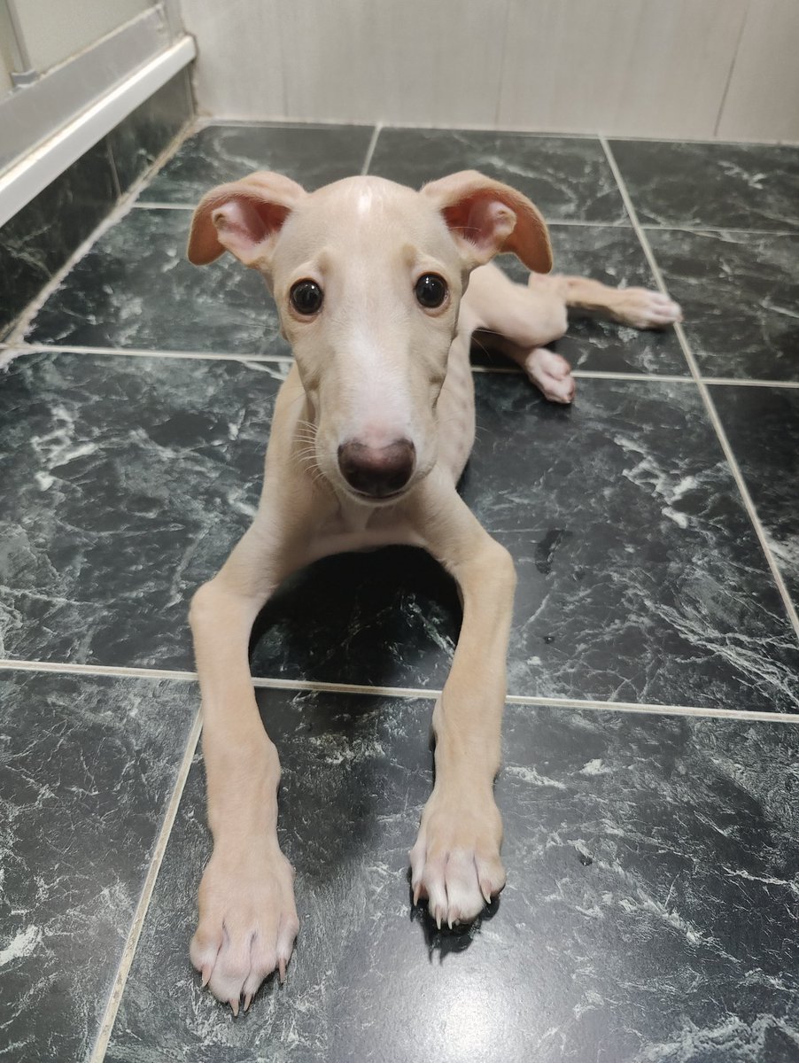 Candedonut's tweet image. Hace dos días cumplió dos meses y esta muy grande el bebe 😍💖