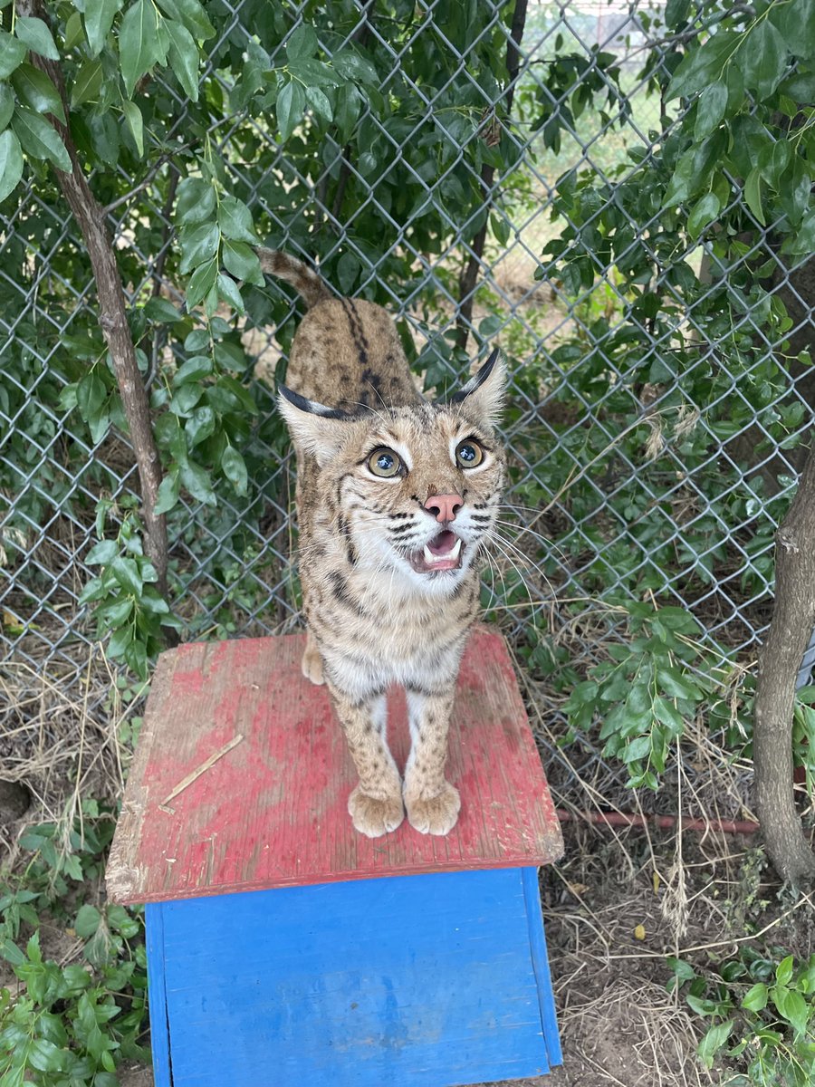 carerescuetexas's tweet photo. Happy 2nd birthday to the one and only Diego! Even though he hasn’t been with us for long, we have all fallen madly in love with him. He just has the sweetest personality and the cutest little face! We love you buddy!!! #daretocare #carerescuetexas #bobcat #animalrescue https://t.co/MlTQp6PCfv