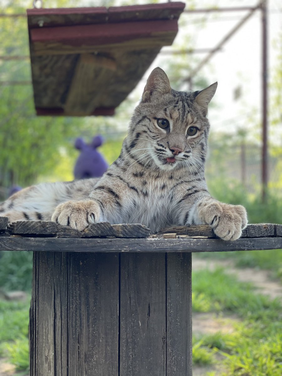 carerescuetexas's tweet photo. Happy 2nd birthday to the one and only Diego! Even though he hasn’t been with us for long, we have all fallen madly in love with him. He just has the sweetest personality and the cutest little face! We love you buddy!!! #daretocare #carerescuetexas #bobcat #animalrescue https://t.co/MlTQp6PCfv