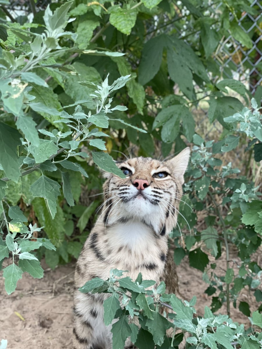 carerescuetexas's tweet photo. Happy 2nd birthday to the one and only Diego! Even though he hasn’t been with us for long, we have all fallen madly in love with him. He just has the sweetest personality and the cutest little face! We love you buddy!!! #daretocare #carerescuetexas #bobcat #animalrescue https://t.co/MlTQp6PCfv