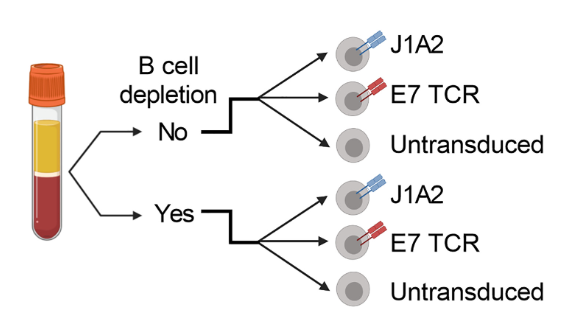 Immune_News's tweet photo. Scientists at @NCIResearchCtr describe a practical framework to prospectively detect clinically prohibitive cross-reactivity of therapeutic #TCellReceptor candidates.
Find out how it works in
@ScienceAdvances:
๐ https://t.co/pUuXljZF6R https://t.co/UZfPxnCBhU