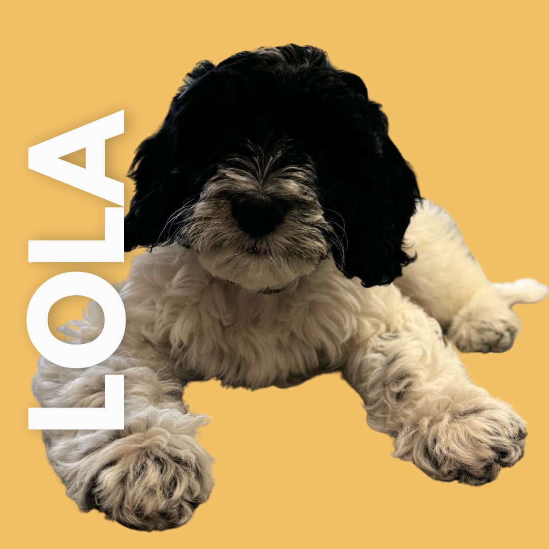 Meet our newest and cutest team member Lola! 💛