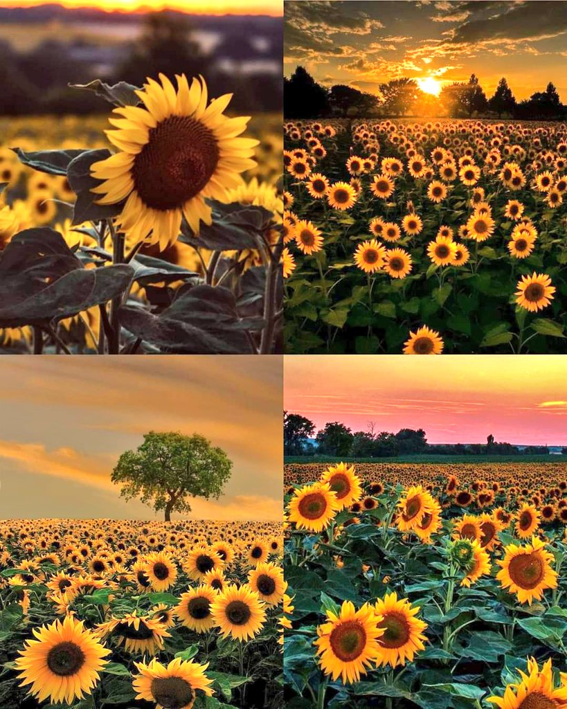 sunflowerchives's tweet photo. sunflower serenity https://t.co/9rH0lXXAQr