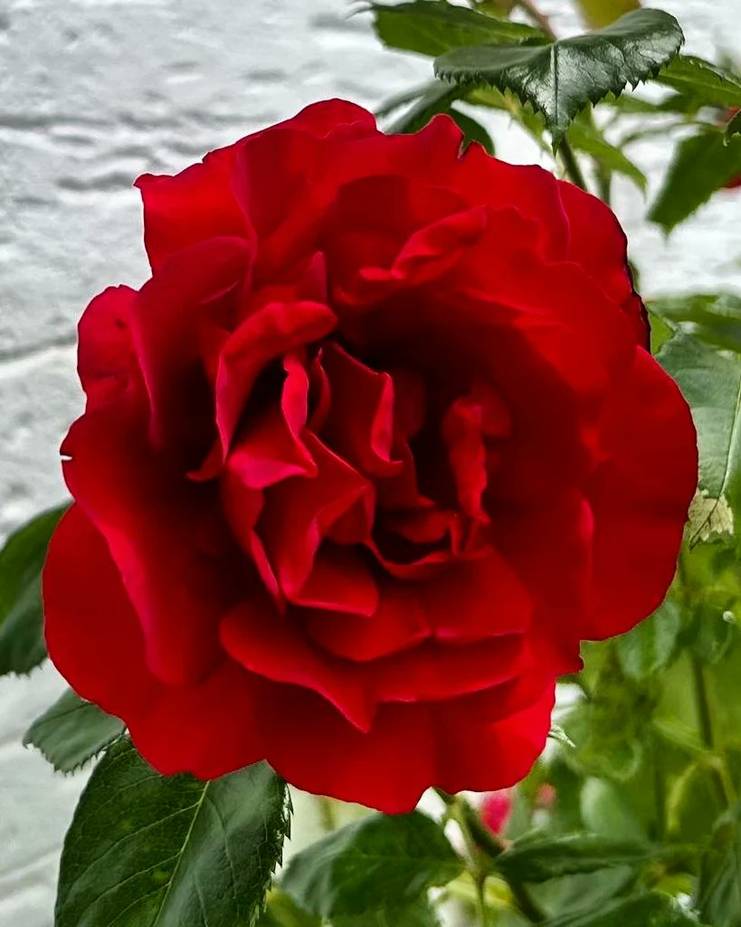 gritt_art's tweet photo. @FotoVorschlag 'Ein roter Ball' #FotoVorschlag #365Projekt #52Projekt

Naja ok, kein Ball, aber zumindest rot und rund und bestimmt kann man damit ins Tor schießen, aber am Strauch gefallen sie mir am liebsten. 🌹 https://t.co/2HrTM8bS5c