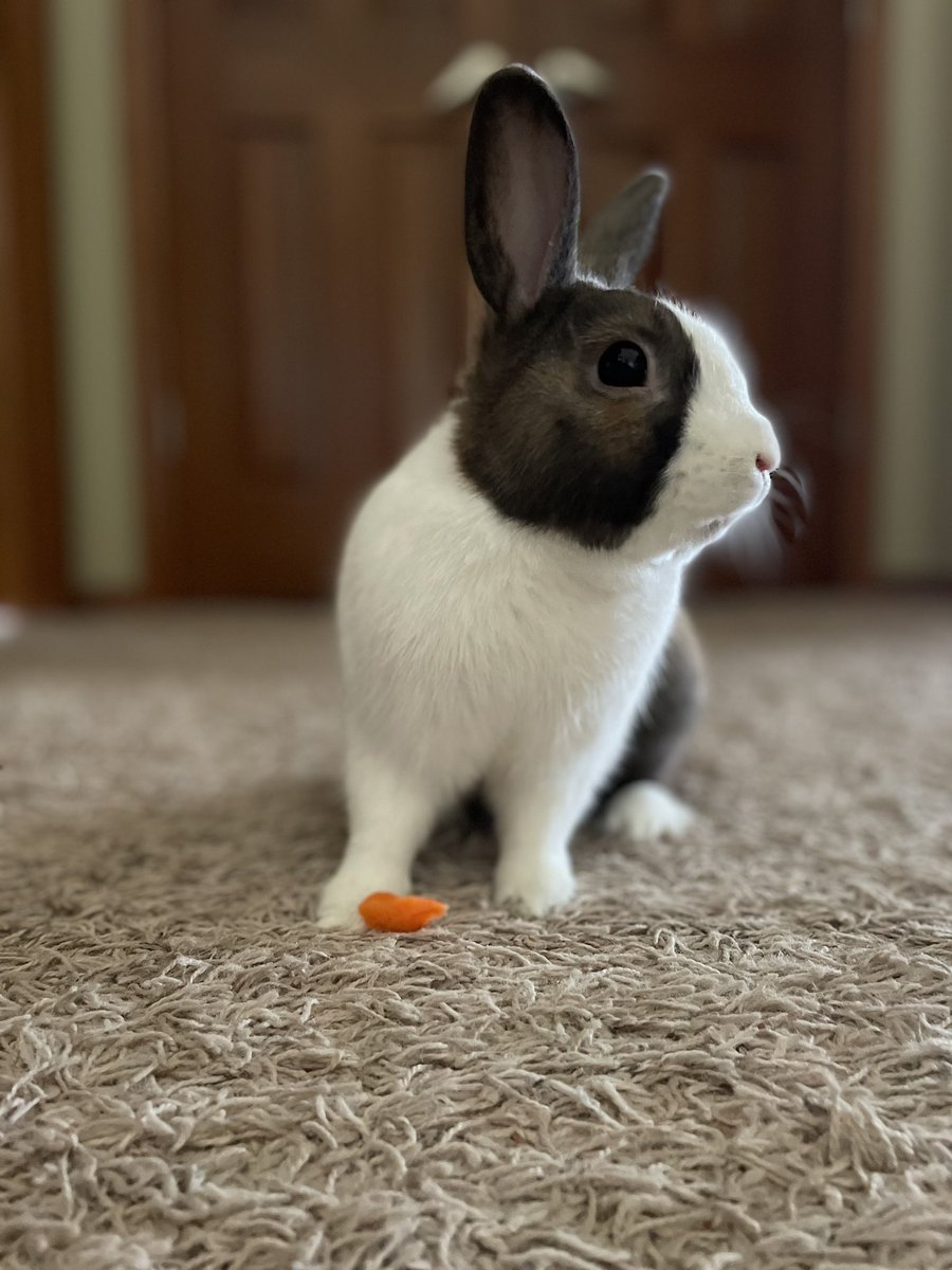 Simcoe12_Wx's tweet image. From the moment I met you, you were my best friend. You were loved by everyone, from my family and friends, to those who saw you here and on youtube. You will be greatly missed by so many. Jaquaviontavius, may you rest in peace ❤️🕊️