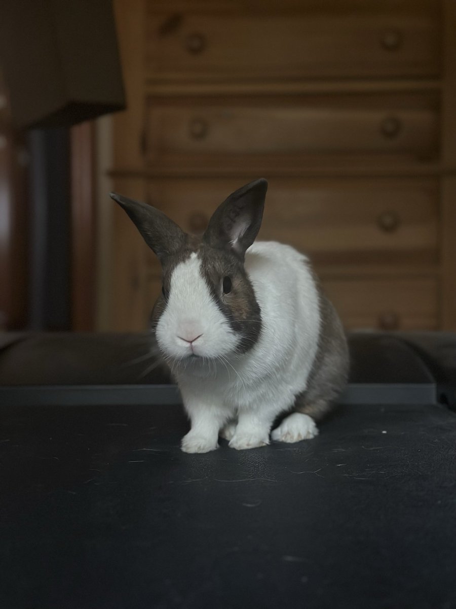 Simcoe12_Wx's tweet image. From the moment I met you, you were my best friend. You were loved by everyone, from my family and friends, to those who saw you here and on youtube. You will be greatly missed by so many. Jaquaviontavius, may you rest in peace ❤️🕊️