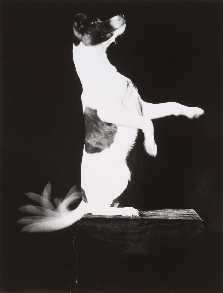 SpencerMuseum's tweet photo. Wag your tail for the weekend!
Thanks for passing these #DogDaysofSummer with us these last two weeks. You can still share your pups with us using #DogDaysofSpencerβwe love them all! πβοΈ
https://t.co/rVFG0o25dG https://t.co/R8mdvSdrFv