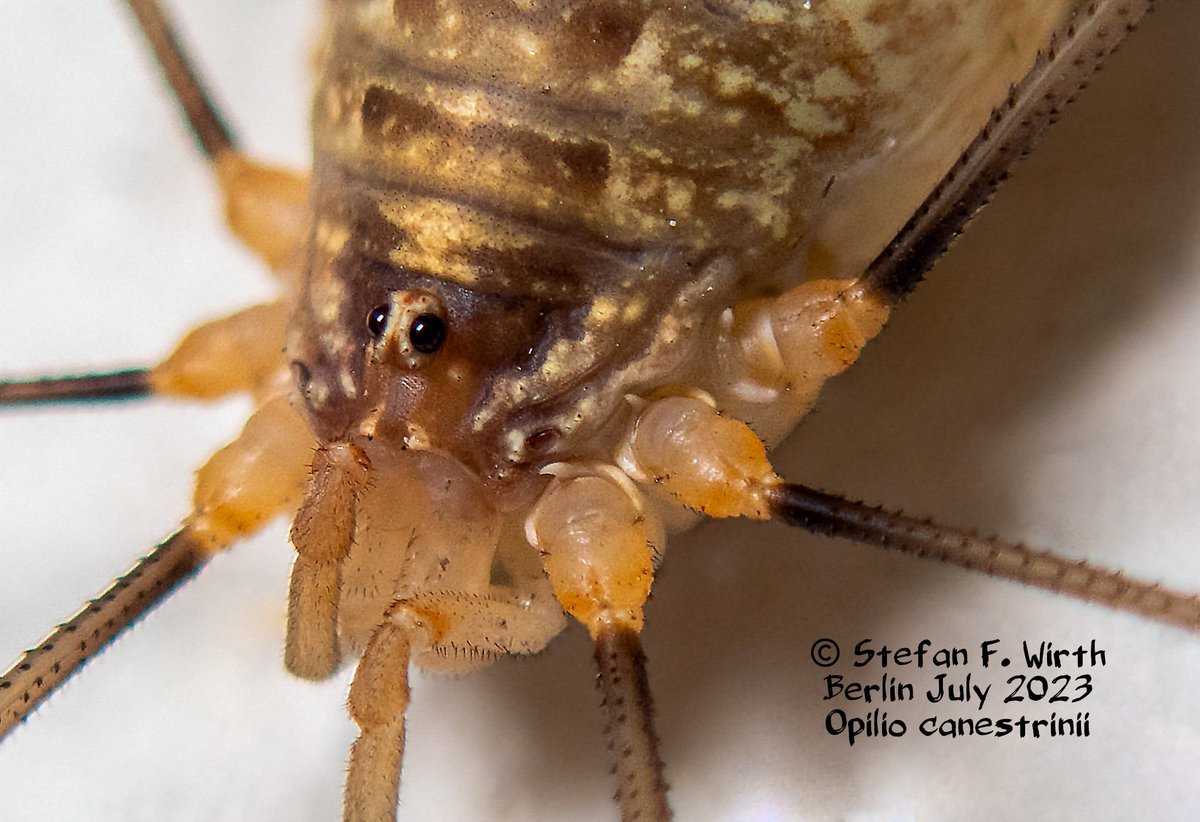 Visit by an #invasivespecies on my windowsill in #Berlin: #harvestman #Opilio #canestrinii (#Phalangiidae, #Opiliones). Although #globalwarming has recently made numerous invasive species native to #CentralEurope, some species were able to establish themselves already several