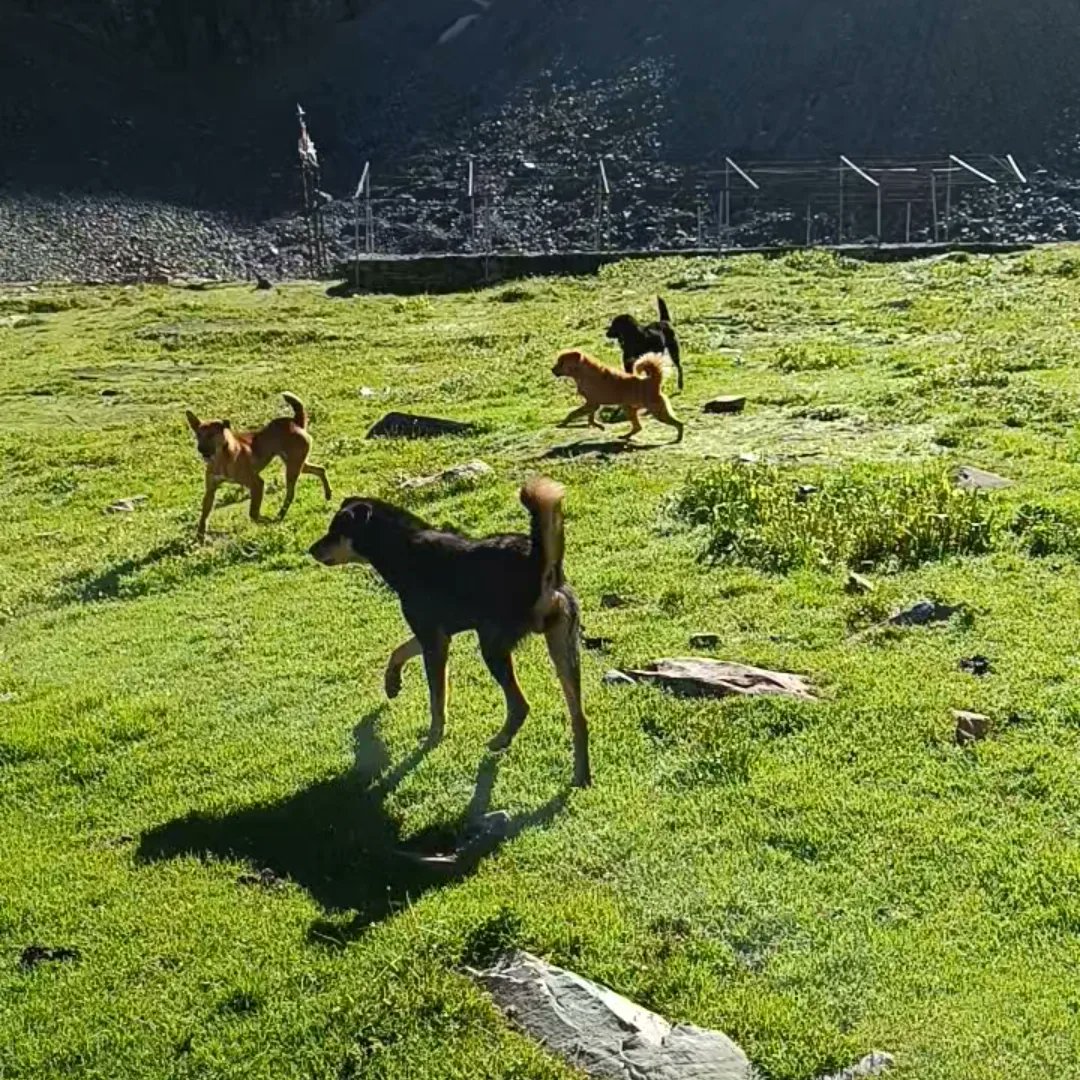 shubambillowria's tweet image. fourth somwaar of sawan! 🕉️

#manimahesh #kailashyatra
#HarHarMahadevॐ