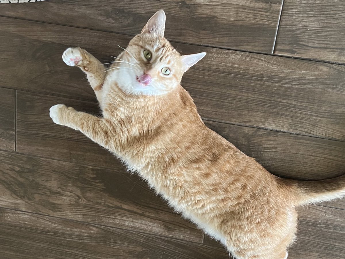 Remember comrade besties, don’t let the cats out or the cops in