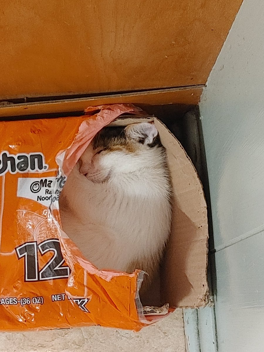 TheReject000's tweet photo. @cat_auras For some reason my kitten Monte loves this old chicken ramen box, she sleeps in it everyday 😊 https://t.co/IAKdDCiqSO
