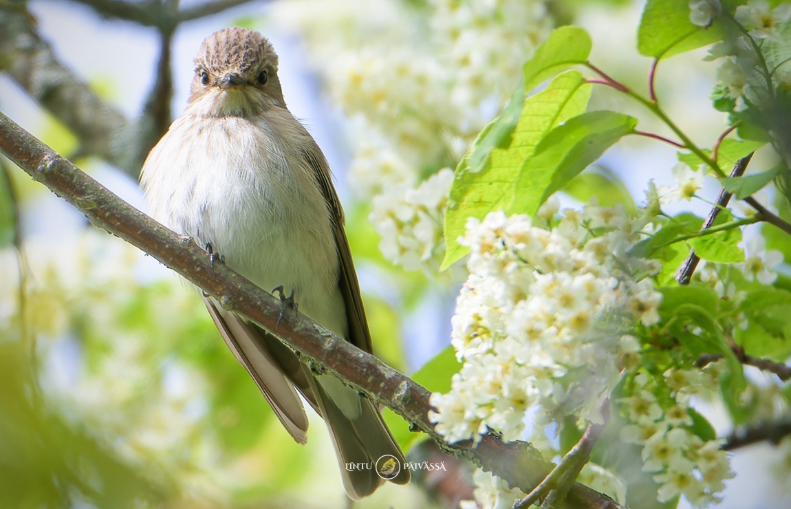 Harmaasieppo • Grå flugsnappare • Spotted Flycatcher
(Muscicapa striata)