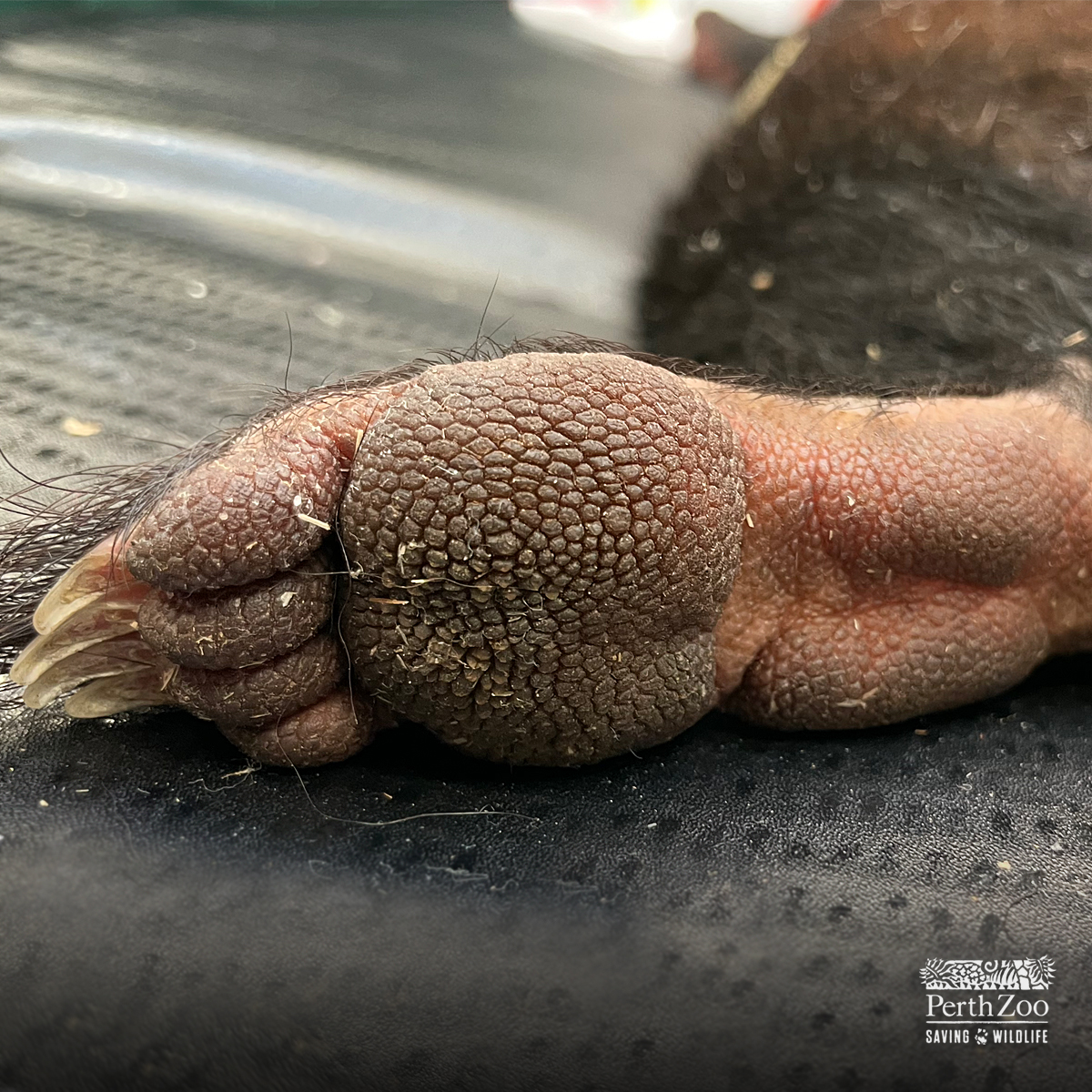 PerthZoo's tweet photo. Have a guess! Which animal does this paw belong to?🐾  🔎 https://t.co/z9ZJ7pbpbU