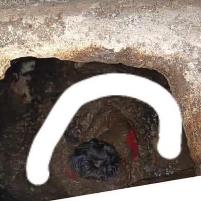 ITROriginal's tweet photo. 🚨PANDILLERO SE ESCONDIÓ EN UNA FOSA SÉPTICA EN CABAÑAS PARA NO SER CAPTURADO

📌Tras el #CercoCabañas, hay un pandillero que se lanzó y escondió en una fosa séptica para no ser capturado. Elementos tácticos ya en el lugar. https://t.co/9ouWYB2AK3
