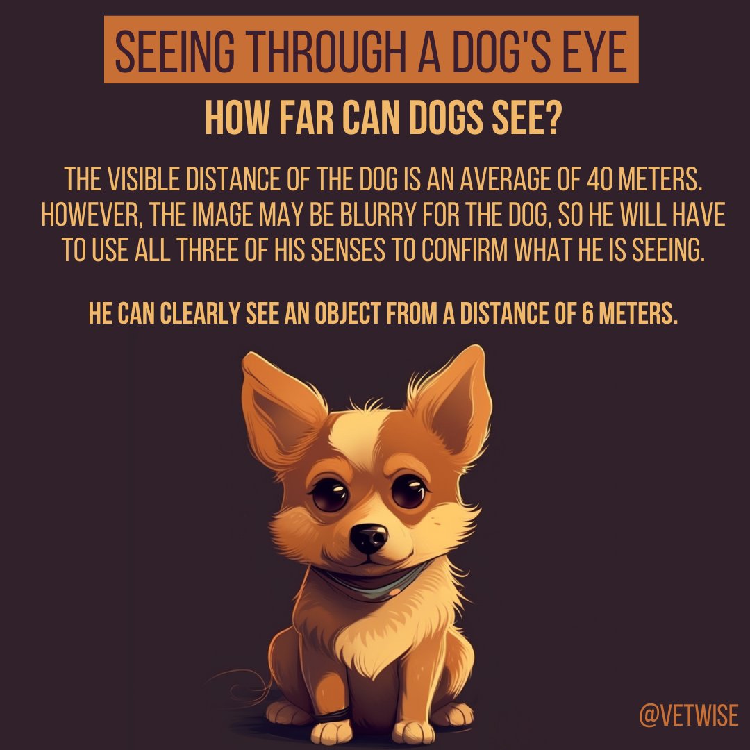 Seeing through a dog's eye!

How far can dogs see?

He can clearly see an object from a distance of 6 meters.

#eyes #dogs #animals #education #veterinary #vetwise