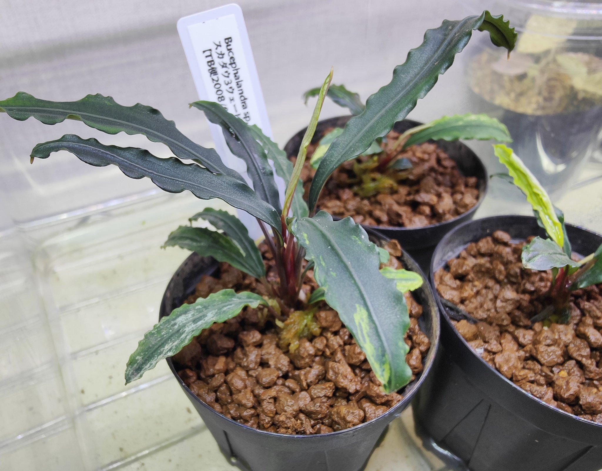 ブセファランドラ sp. スカダウ3 (TB便) : 店内水草・植物情報