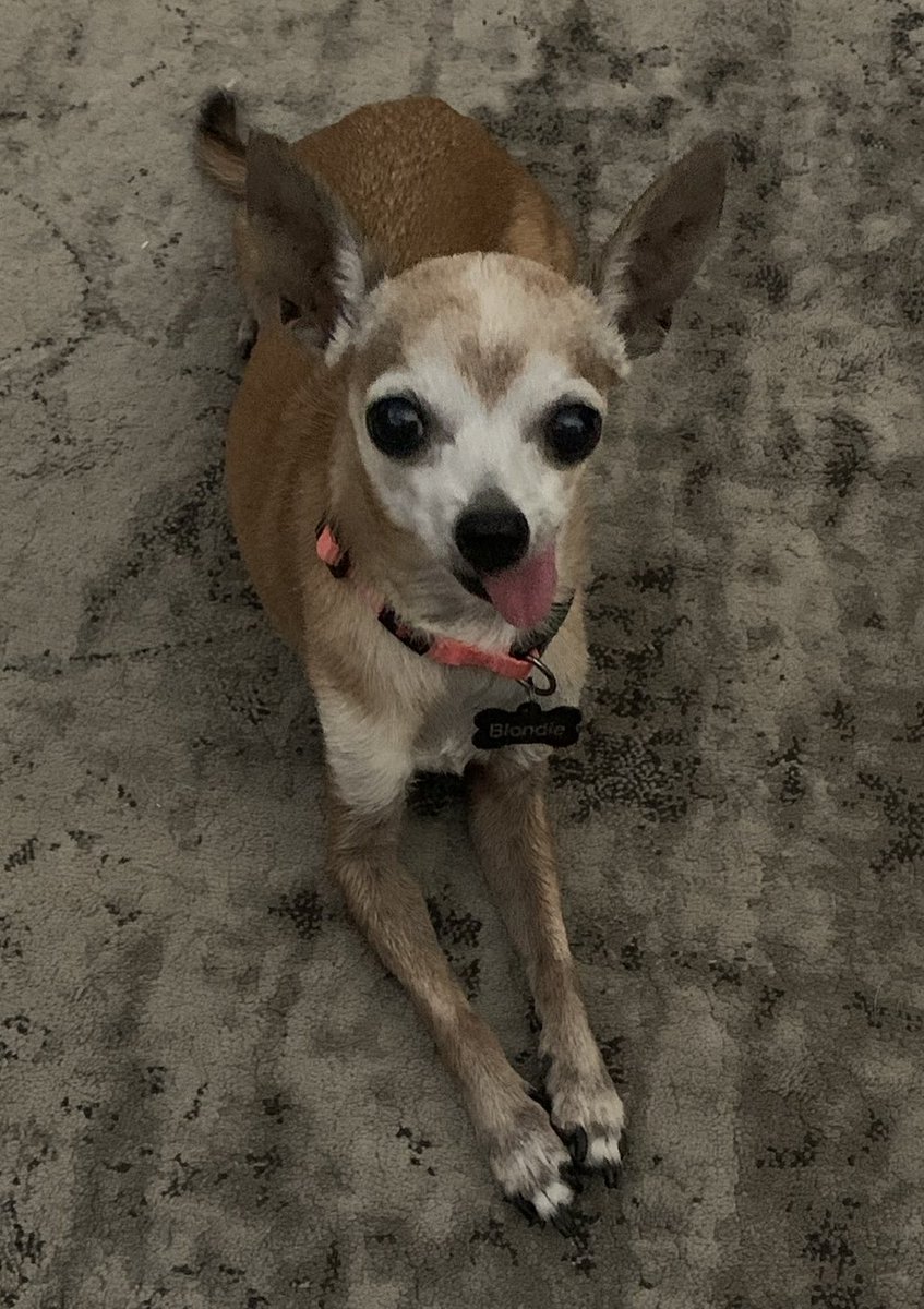 Coach_Dixie_Cup's tweet photo. It’s been a few weeks but I’m missing this sweet girl a little extra tonight #RIPBlanche https://t.co/7HDDvlpZls