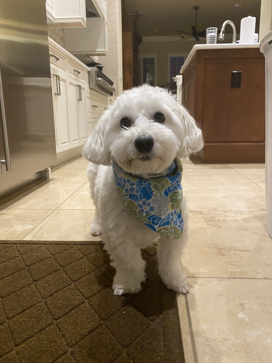 Mommy applied for me’s a sister!!! Hers name it’s Rosie 💚 We’s so hopeful!!! 🥰🐶🐾 #dogsoftwitter #adogslife #doggo #pets Where I’s came from 🙄 Florida Little Dog Rescue. Thems always saving doggos lives 💚💚💚 #flldr Please retweet 💚 #anaskcanishastsisterrosie 🙄