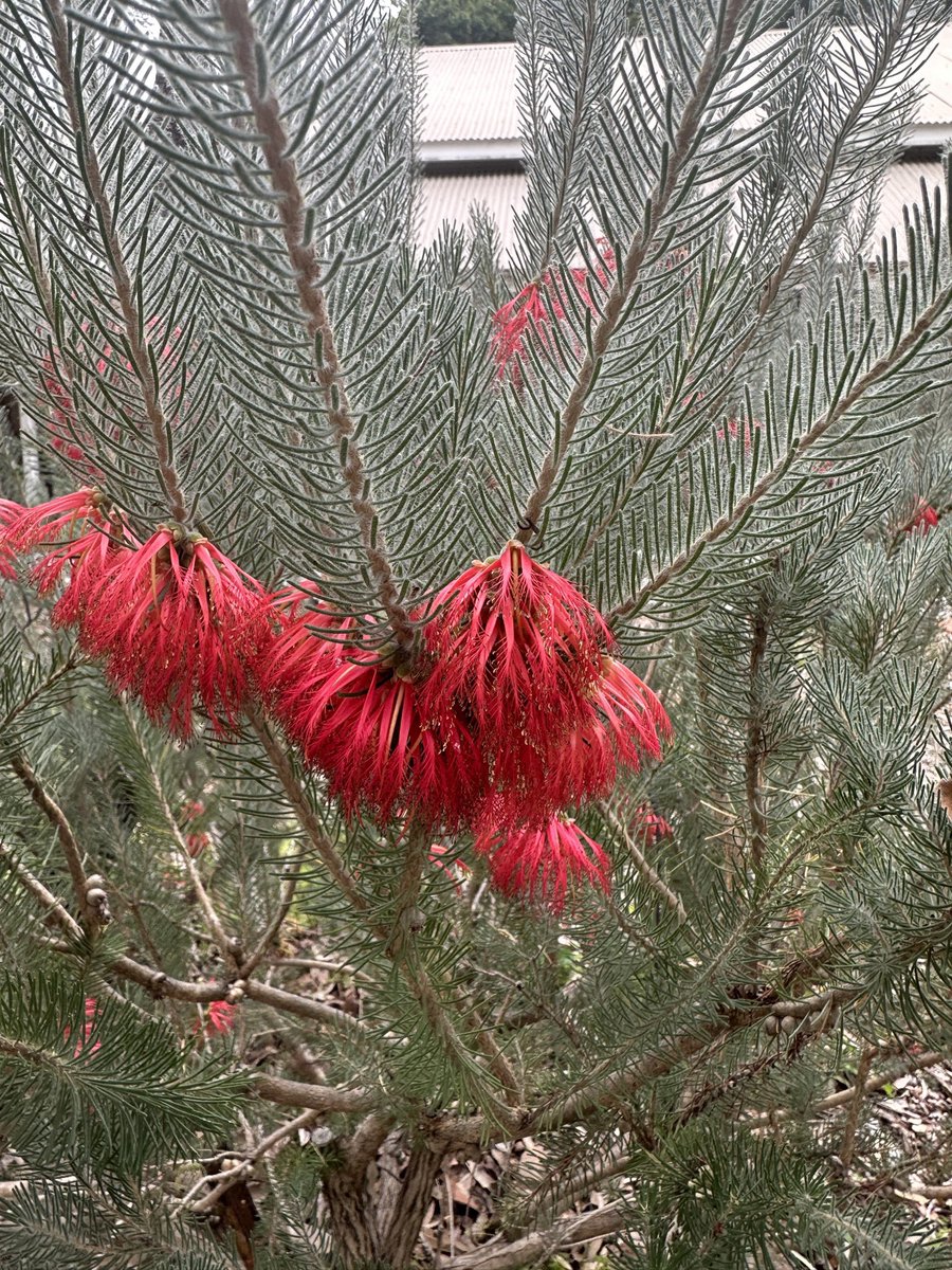 lost_in_botany's tweet photo. #Calothamnus quadrifidus I think, flowering in the gardens! https://t.co/1wpGMvRQ23