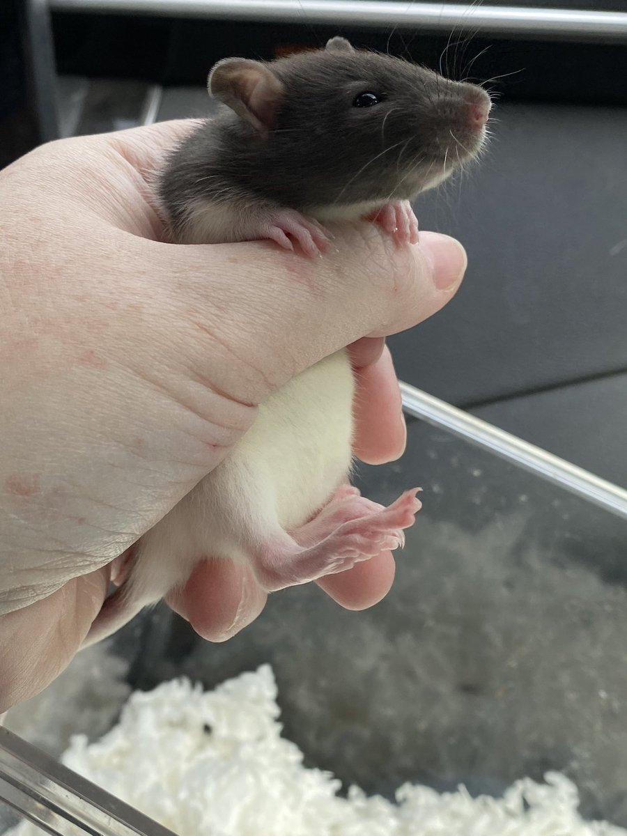 tinymoonmage's tweet photo. Juliet four weeks ago vs Juliet now. They grow up so fast! ; ; #rats https://t.co/sIl7GT3tE6