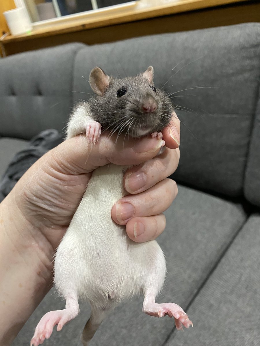 tinymoonmage's tweet photo. Juliet four weeks ago vs Juliet now. They grow up so fast! ; ; #rats https://t.co/sIl7GT3tE6