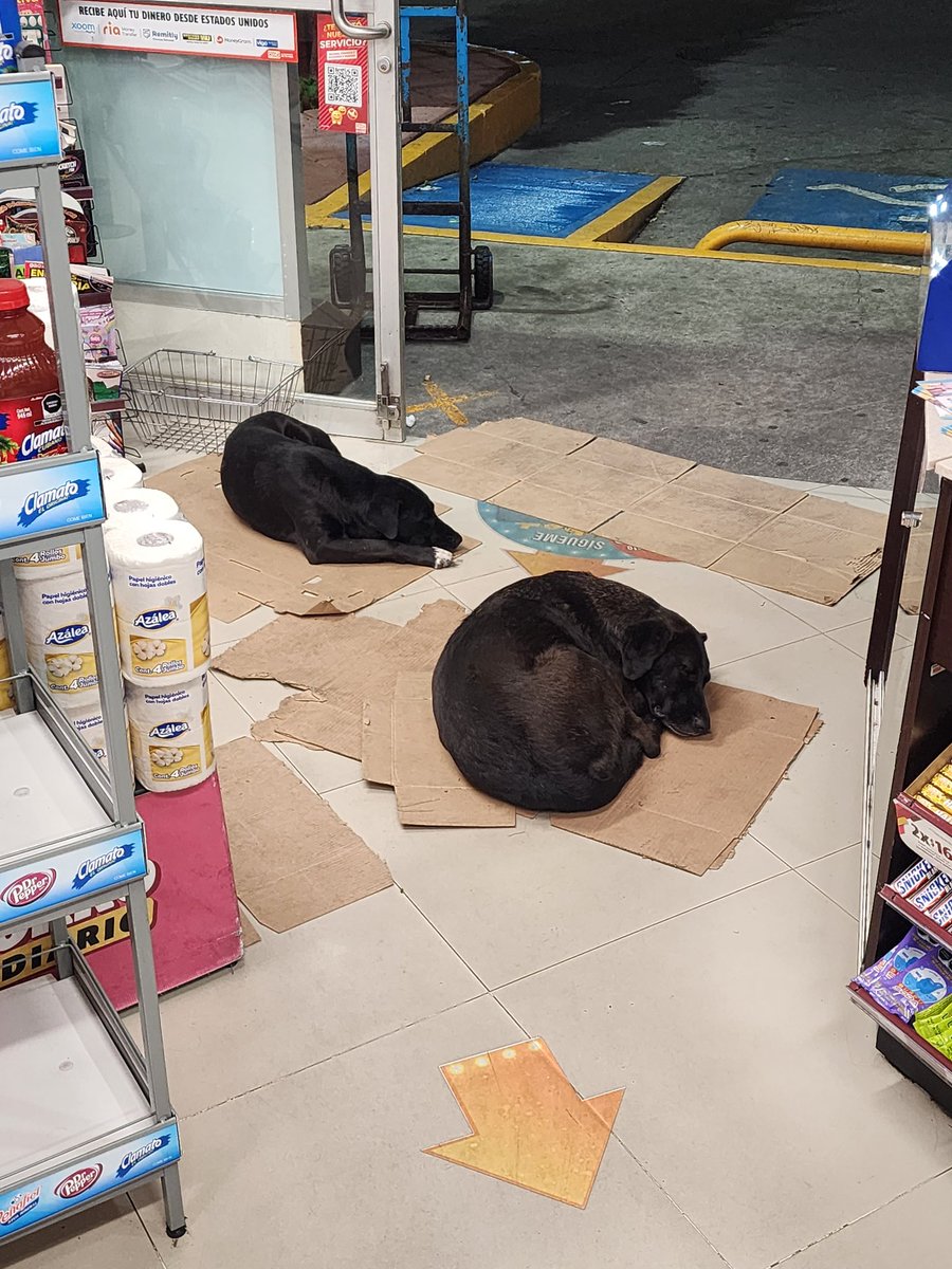 o0smar's tweet photo. Shout out al equipo del @Tiendas_OXXO de la Huichapan en Xochimilco, CDMX, por su empatía con estos dos amiguitos que se veían de lo más cómodos disfrutando de un tapetito para descansar y resguardarse de la lluvia. 🐶❤️ https://t.co/EisyLiCUZQ