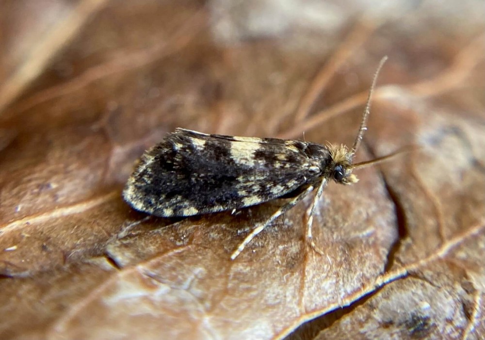 New website photo: Diplodoma laichartingella (Photo: Bob Dawson) dlvr.it/St4CD1