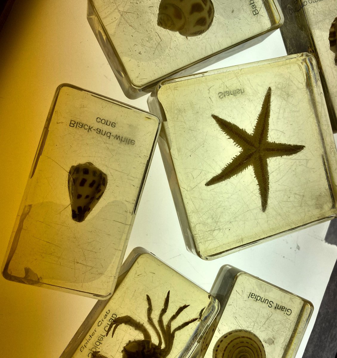 FizzicsEd's tweet photo. Kids love sorting resin blocks on a light table. What is similar? What is different? Teaching classification for younger students #fizzicsed #preschool #earlylearning #earlyscience #primaryschool #preschoolactivities #preschoolactivity https://t.co/eHt2FdLuMR
