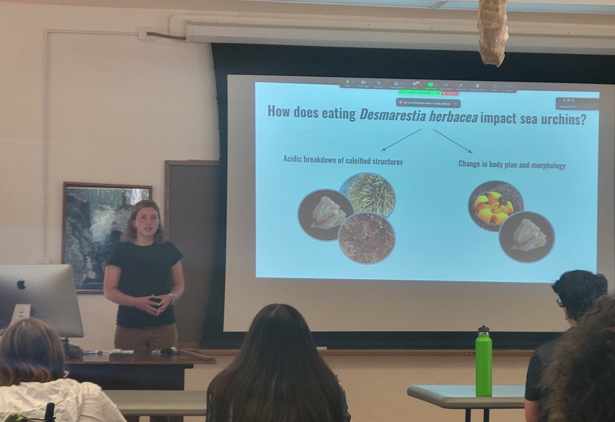 Rachel Haughton explains how eating acidic seaweed affects the morphology and condition of green sea urchins! @MarineBiol_FHL