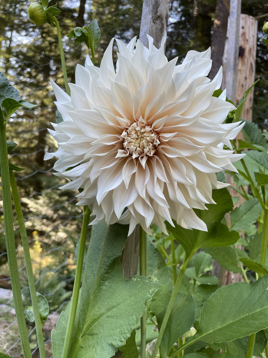 ellen_yvr's tweet photo. @karenhamberg I saw yours a few years ago and had to have one. She’s definitely the queen of the garden. https://t.co/ujsc486BEP