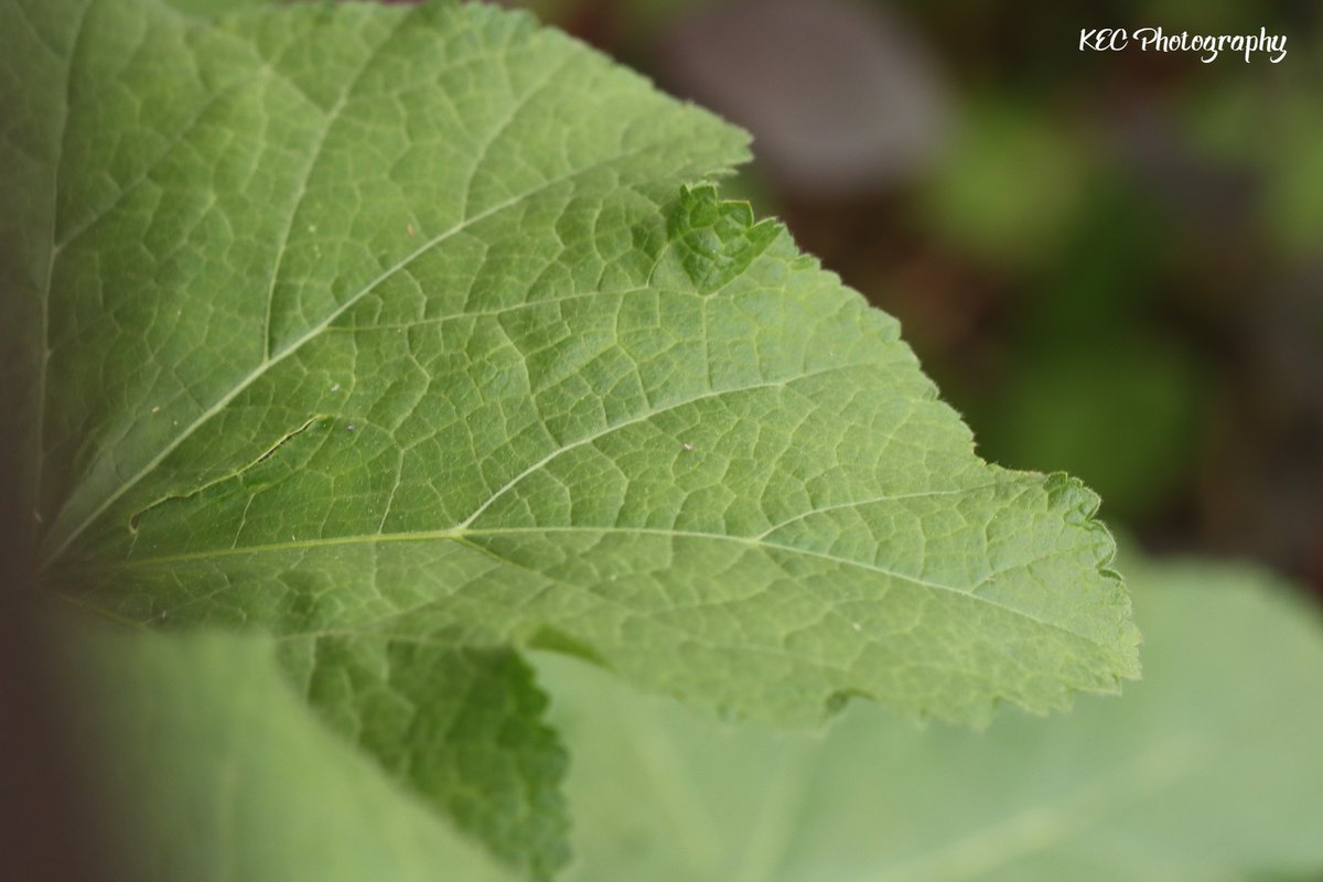 kecolwell's tweet photo. Closeup of Holly Hock leaf 

#KECPhotos #plants #backyardphotography #naturephotography #nature #myNBpics #fredericton #nofilter #nofilters #hollyhocks #flower #flowers #leaf #leafs #macrophotography #macro https://t.co/RsB1vksFfo