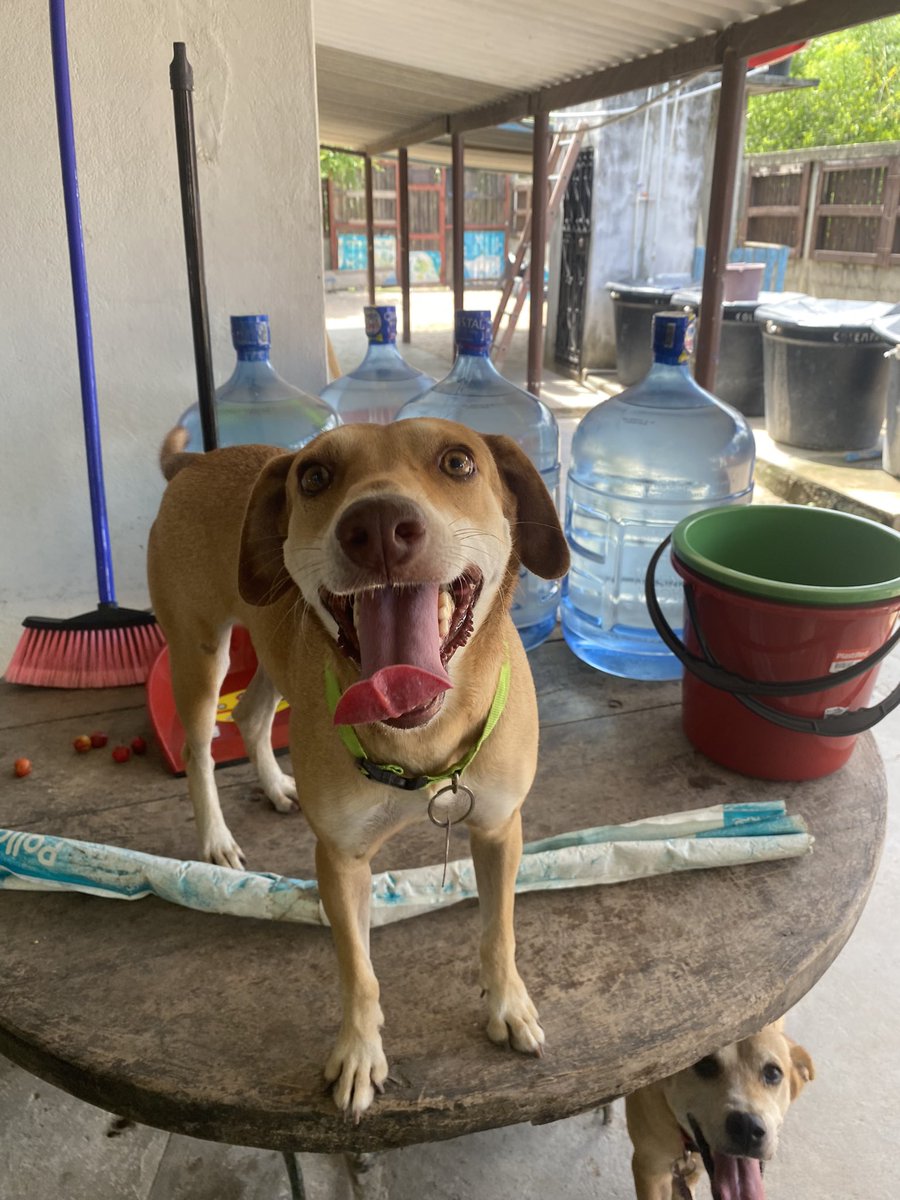 nana1gc's tweet photo. BUSCAMOS 312 PERSONAS QUE NOS AYUDEN CON 10.000 PESOS O LO QUE ESTÉ A SU ALCANCE🥺🙏🏻
Debemos pagar el arriendo del Refugio, comprar concentrado para más de 40 animales, productos de aseo, servicios y pagar a quienes los cuidan. https://t.co/LYL1YgXH04