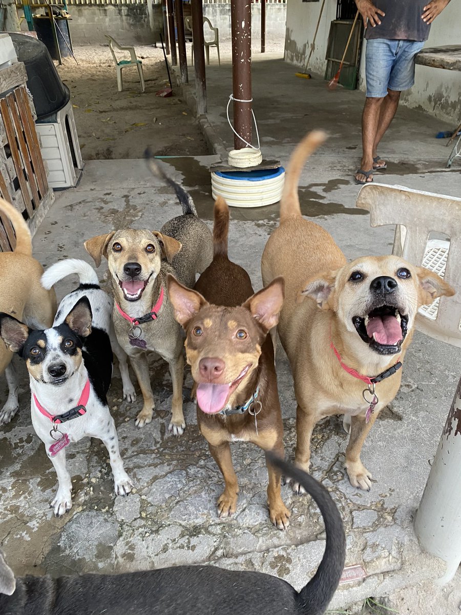 nana1gc's tweet photo. BUSCAMOS 312 PERSONAS QUE NOS AYUDEN CON 10.000 PESOS O LO QUE ESTÉ A SU ALCANCE🥺🙏🏻
Debemos pagar el arriendo del Refugio, comprar concentrado para más de 40 animales, productos de aseo, servicios y pagar a quienes los cuidan. https://t.co/LYL1YgXH04